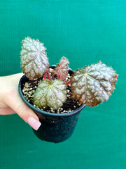 Begonia ‘In The Pink’