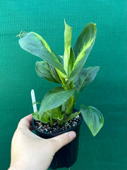 Dieffenbachia ‘Marianne’