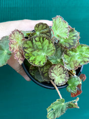 Begonia ‘Yorkes Adagio’ NEW