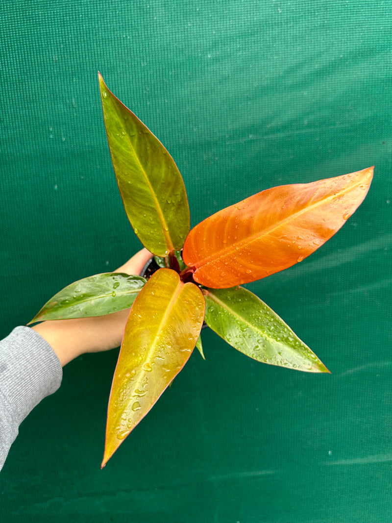 Philodendron ‘Sun Red’