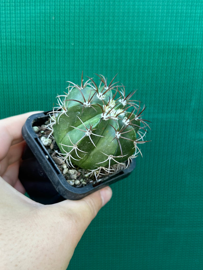 Melocactus matanzanus NEW