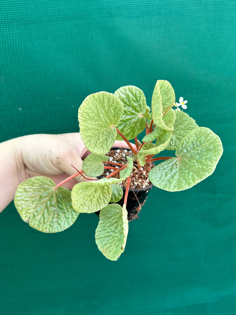 Begonia crispula