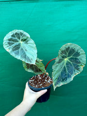 Begonia ‘Burkillii’