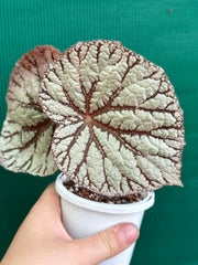 Begonia ‘Idolwood’ NEW