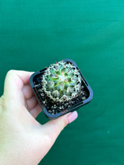 Mammillaria microhelia