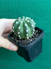 echinopsis denudata