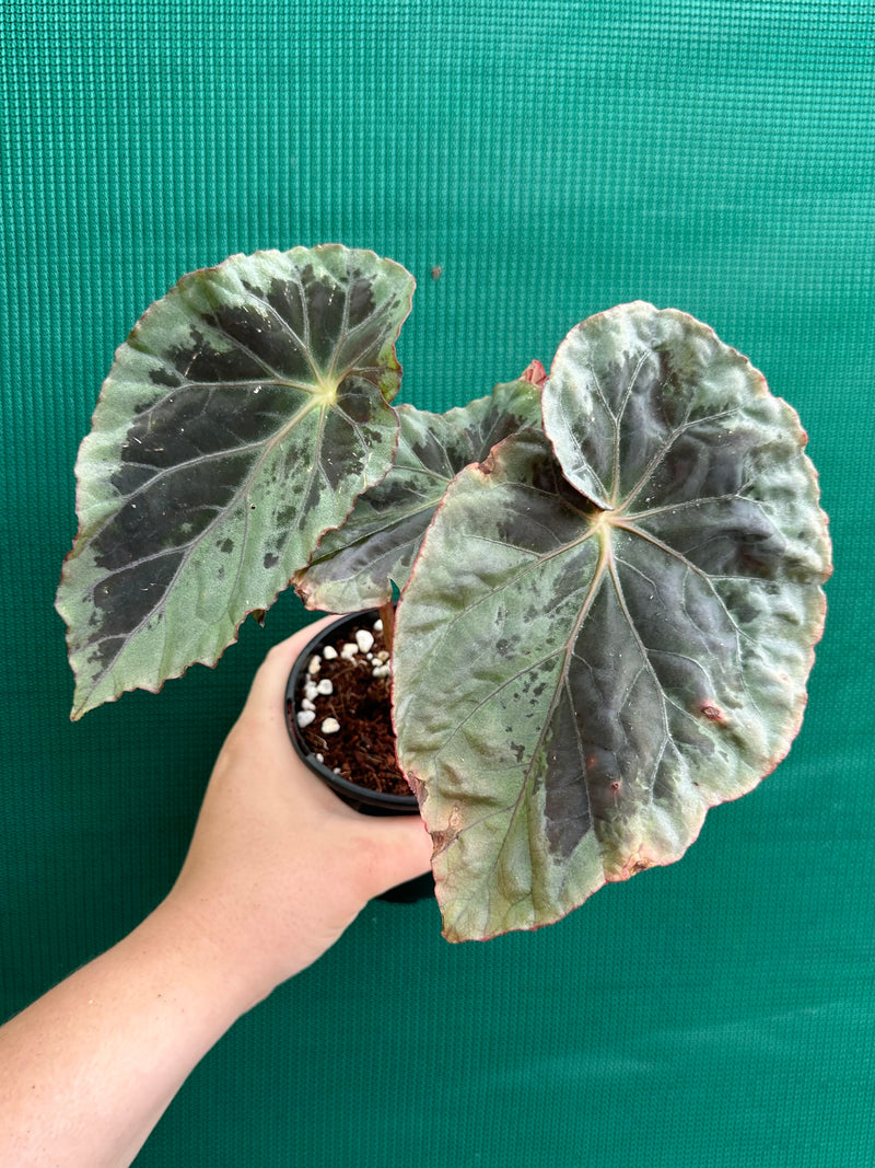 Begonia ‘Burkillii’