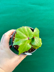 Begonia ‘Bleeding Heart’