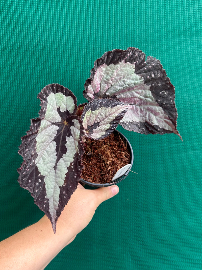 Begonia ‘Vienetta’ NEW