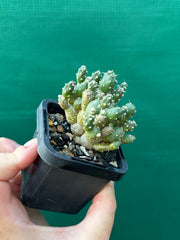 Matucana Polzii