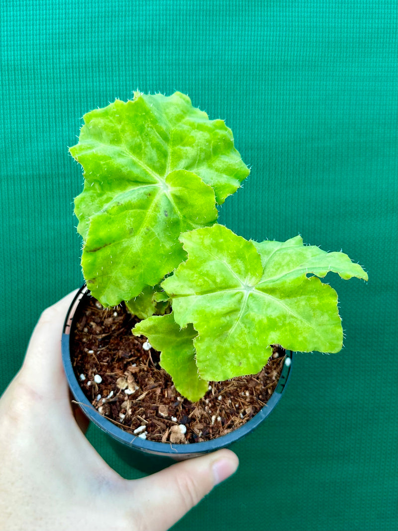 Begonia ‘Peters Pick’