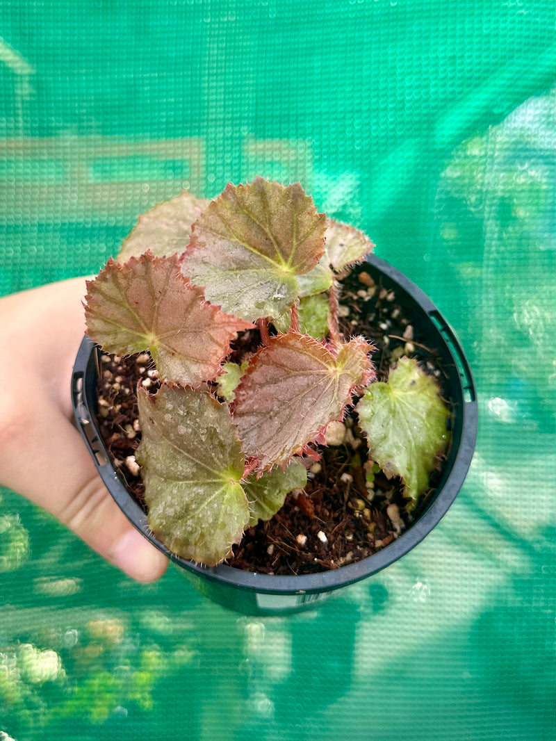 Begonia NOID 7