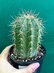 Melocactus Azureus