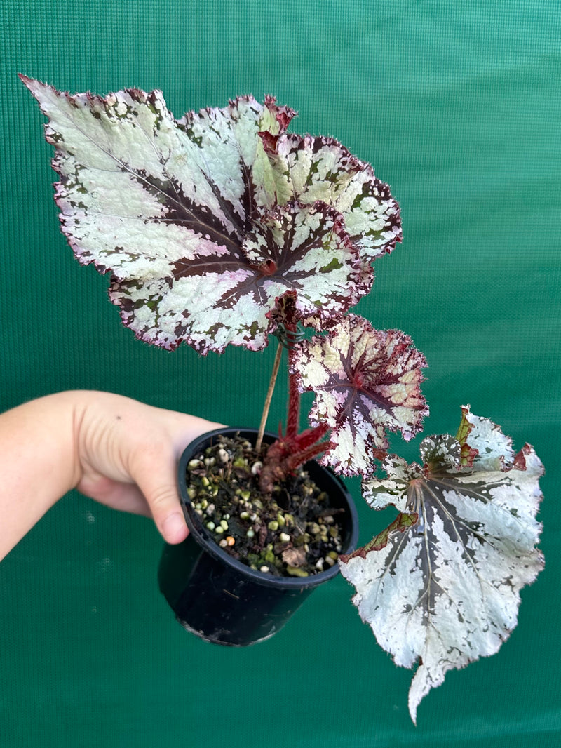 Begonia NOID 70 NEW