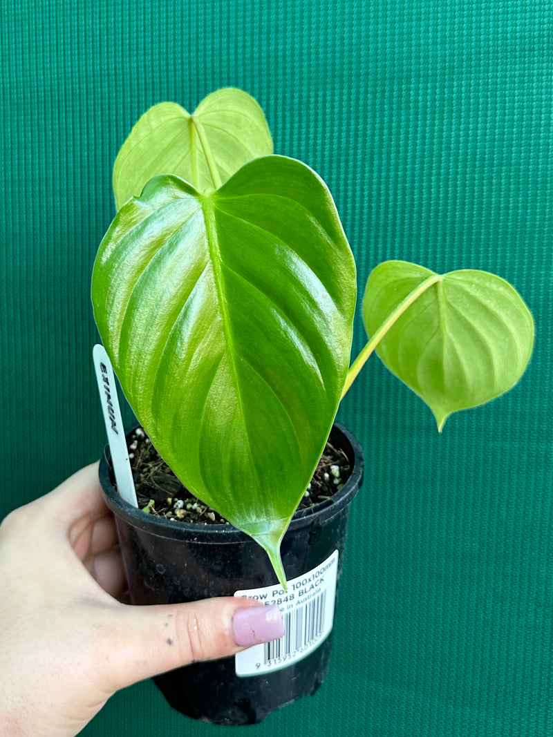 Philodendron ‘Eximium’