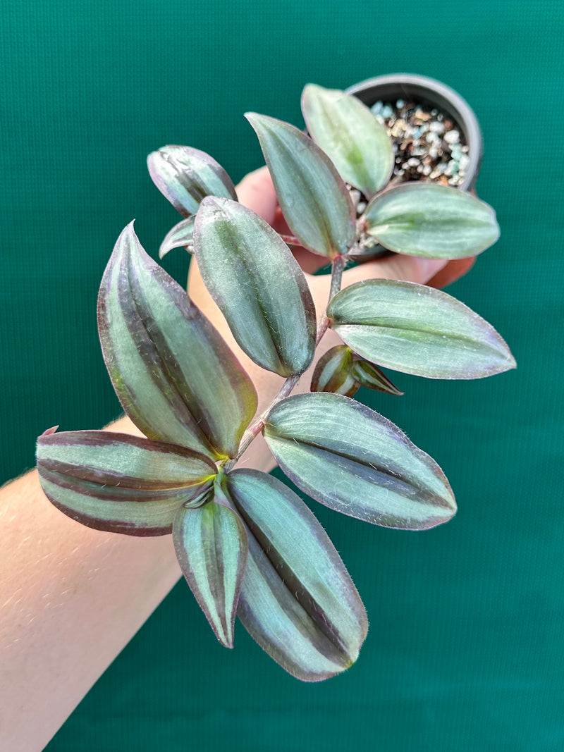 Tradescantia ‘Zebrina’