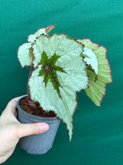 Begonia ‘Silver Anniversary’ NEW