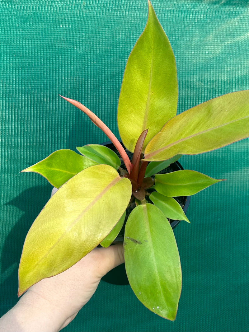 Philodendron ‘Prince of Orange’ NEW