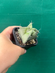 Grey Organ Pipe Cactus