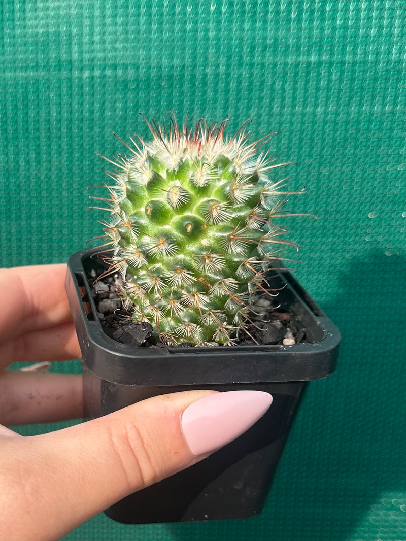 Mammillaria bombycina