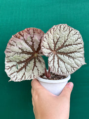 Begonia ‘Idolwood’ NEW