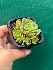 Echeveria ‘Minima White’