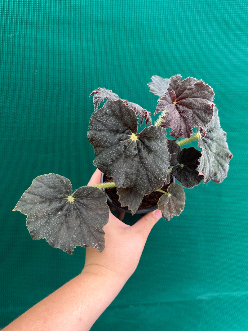 Begonia ‘Velvet’