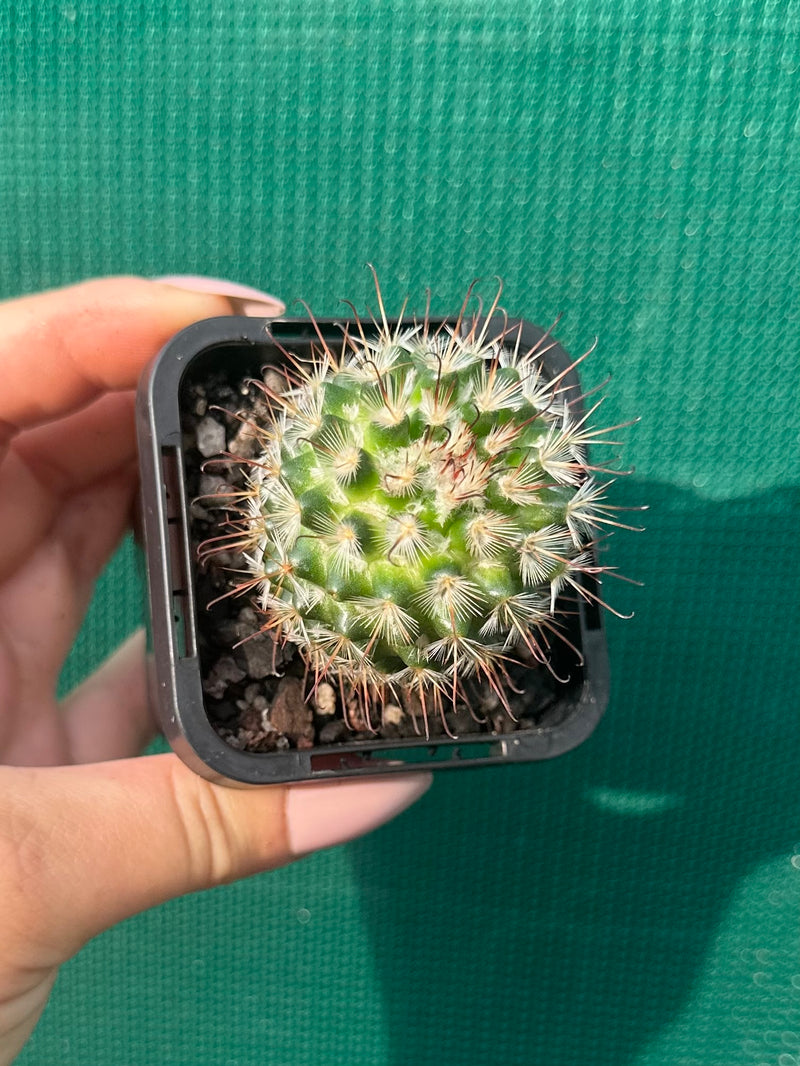 Mammillaria bombycina