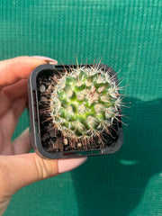 Mammillaria bombycina