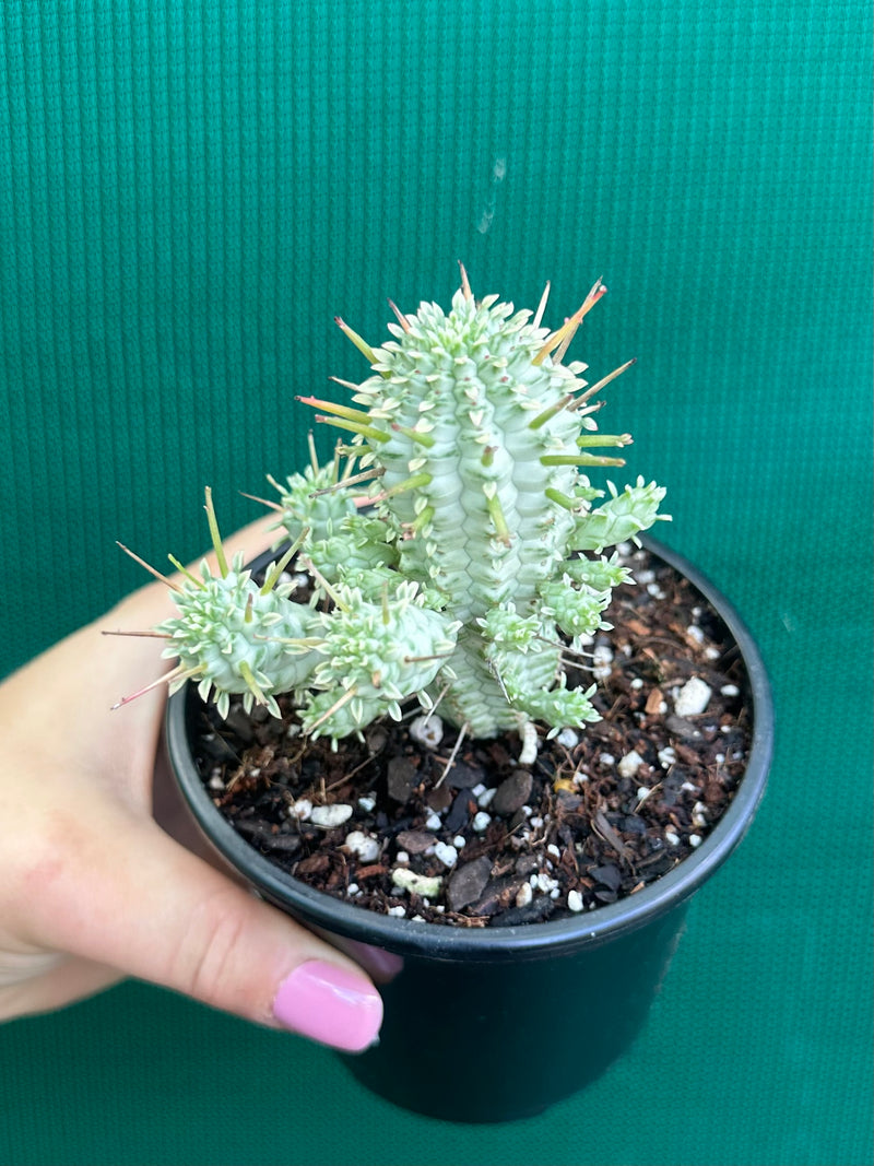 Euphorbia mammillaris variegata ‘Albino Corn Cob’