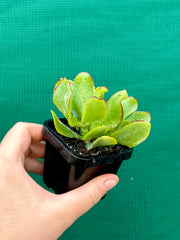 Crassula Undulata NEW