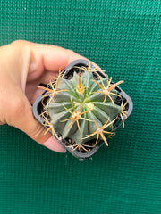 ferocactus latispinus