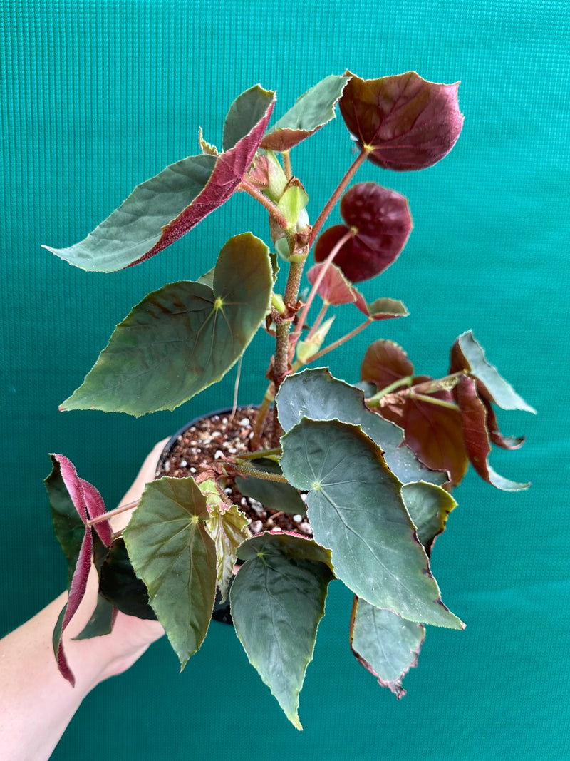 Begonia ubrici (species)