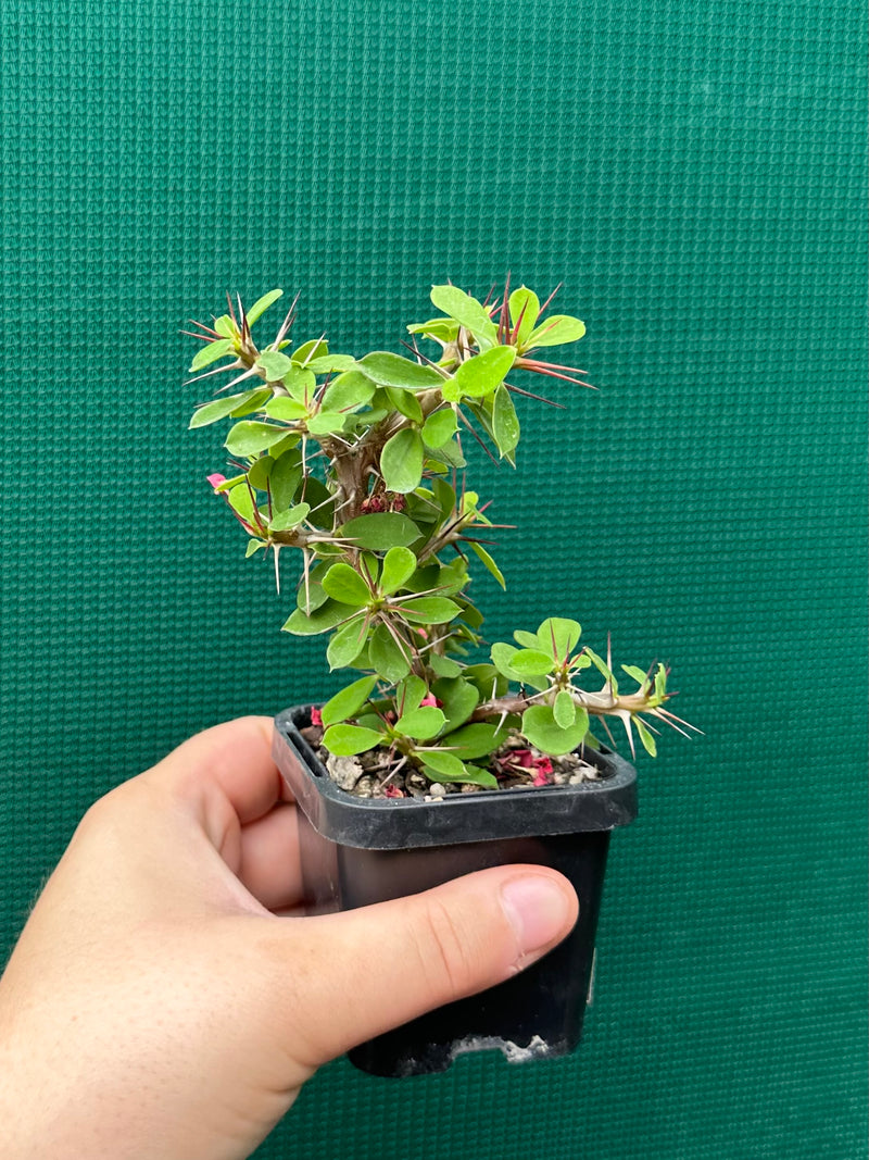 Euphorbia millii ‘Lucky Lady’ NEW