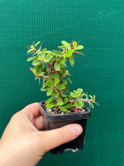 Euphorbia millii ‘Lucky Lady’ NEW