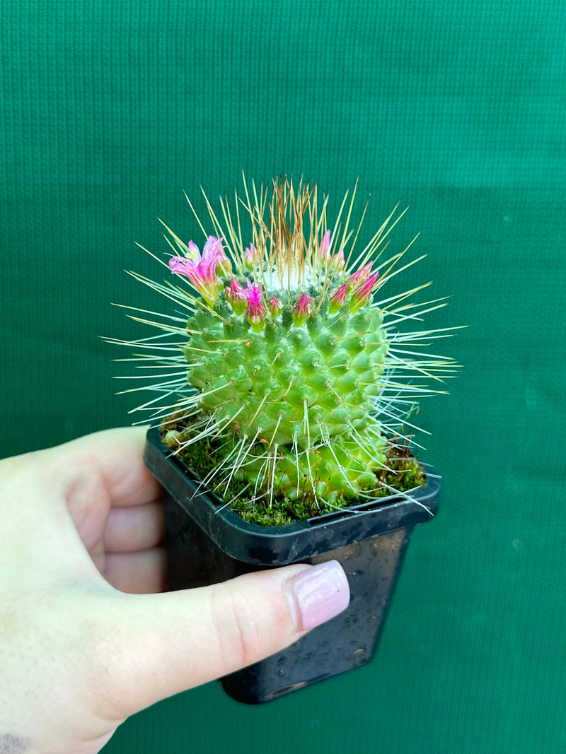 Mammillaria spinosissima cv ‘Spike’