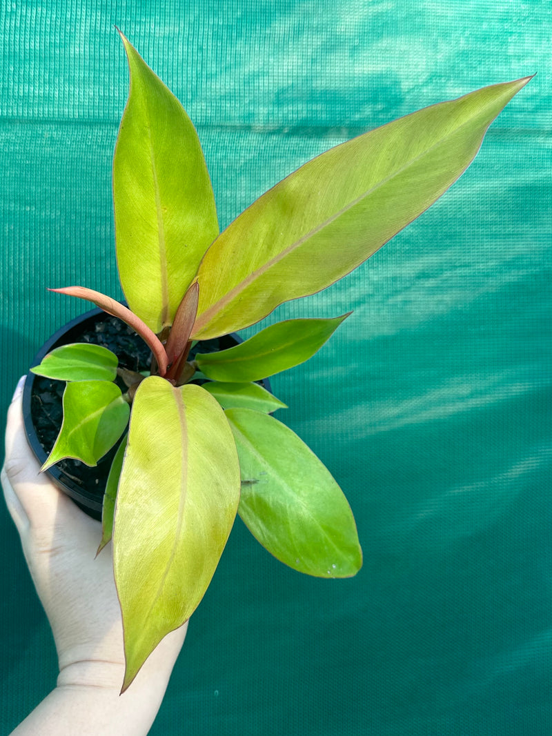 Philodendron ‘Prince of Orange’ NEW