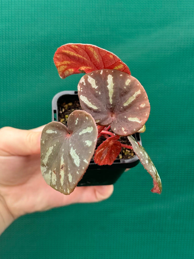 Begonia balansana NEW