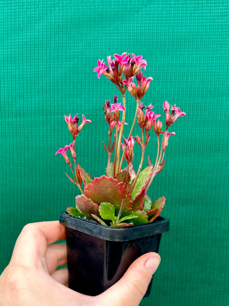 Kalanchoe blossfeldiana NEW