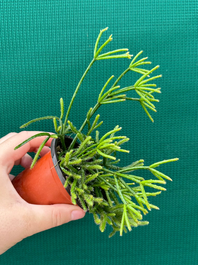 Rhipsalis Teres f. Prismatica NEW