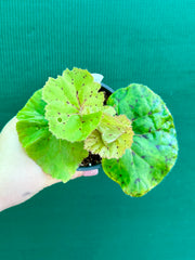 Begonia ‘Wild Oats’