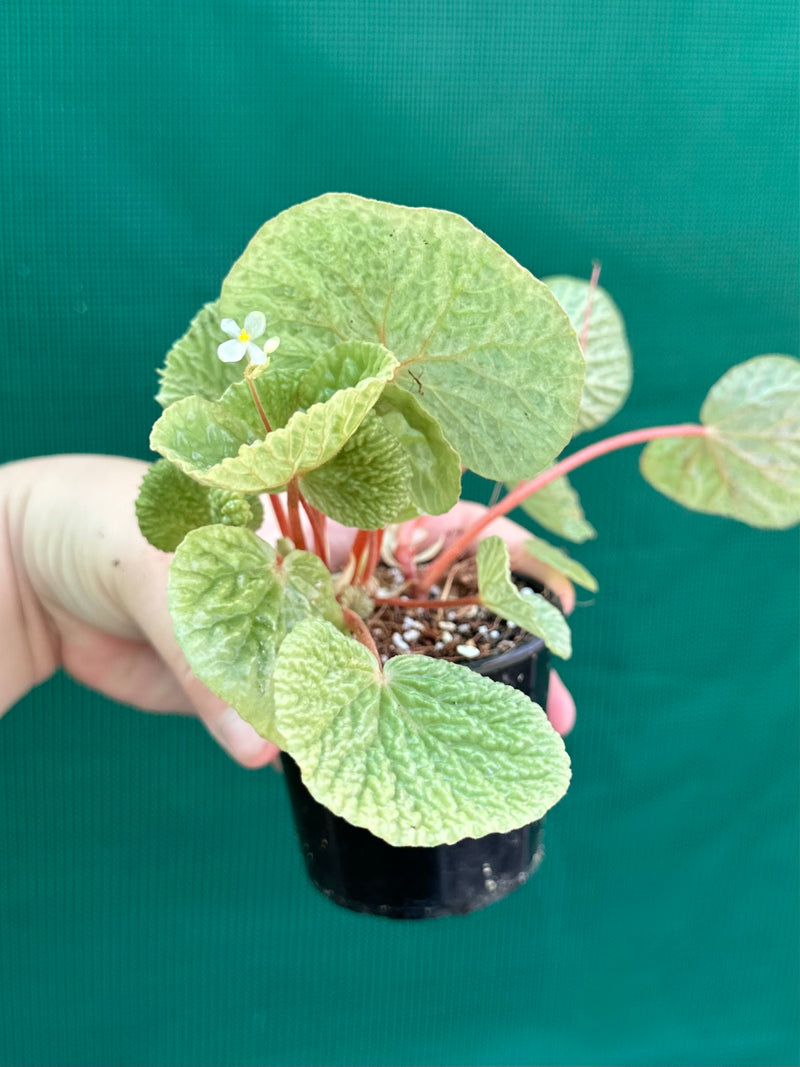 Begonia crispula