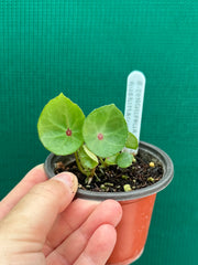 Begonia conchifolia var. rubrimacula NEW