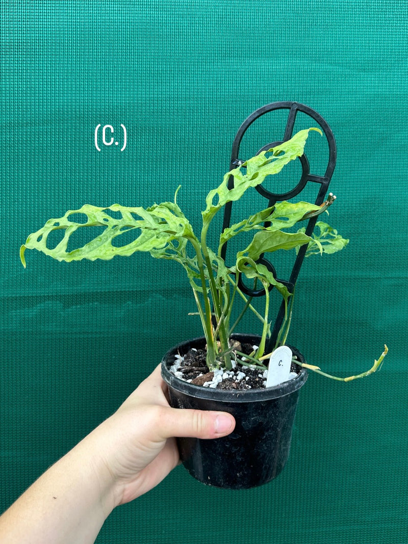 Monstera obliqua (Peru Form) NEW