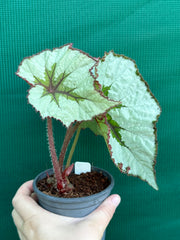 Begonia ‘Silver Anniversary’ NEW