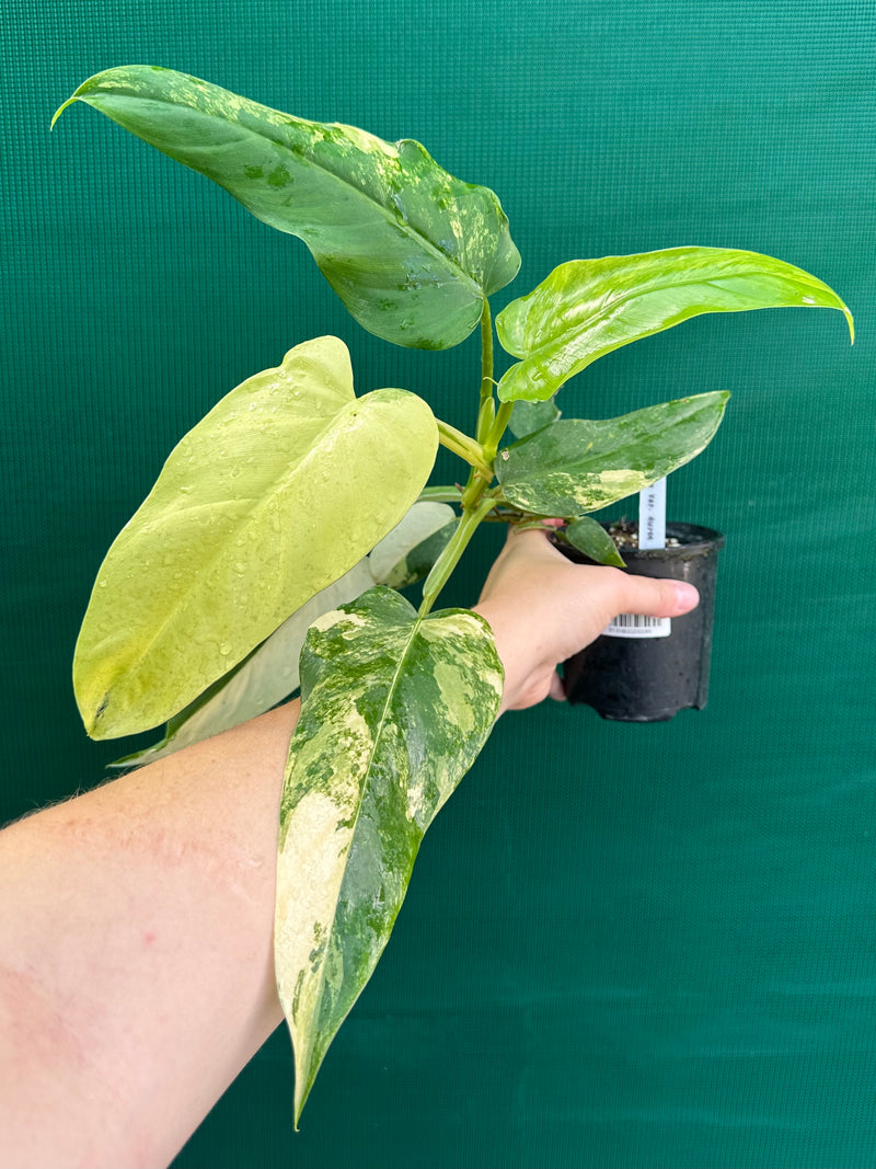 Philodendron ‘Domesticum Variegated’