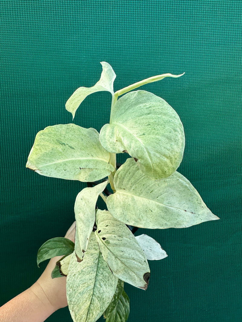 Monstera ‘Laniata Variegata Mint’