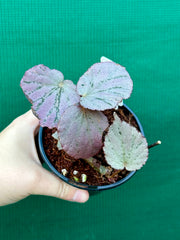 Begonia ‘Martin’s Mystery’ NEW