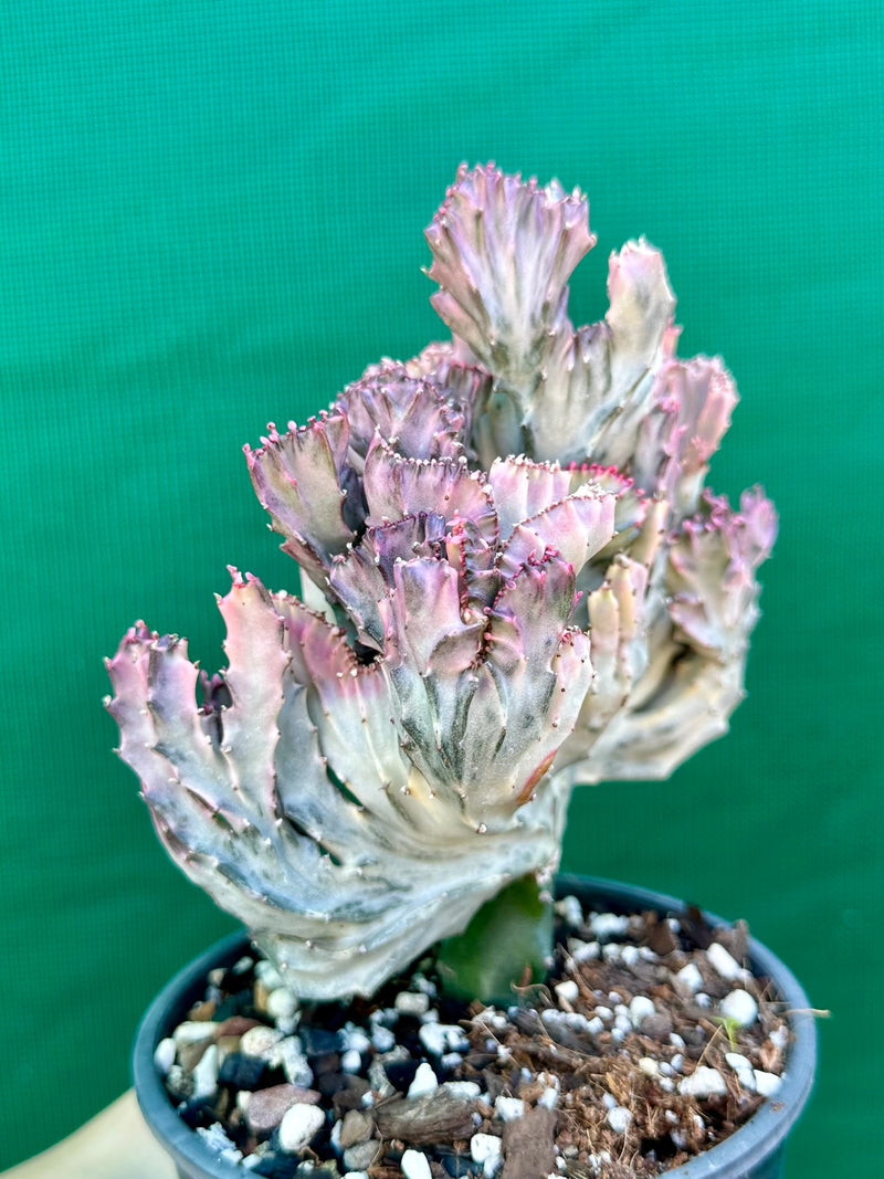 Euphorbia Lactea f. cristata Ruby Form (grafted)