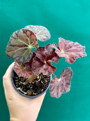 Begonia ‘Meteor’ NEW